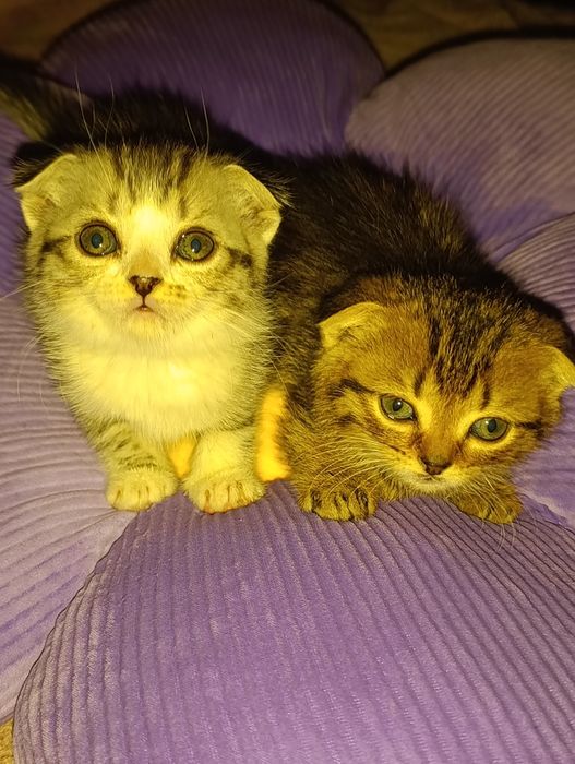 Веслоухие котята