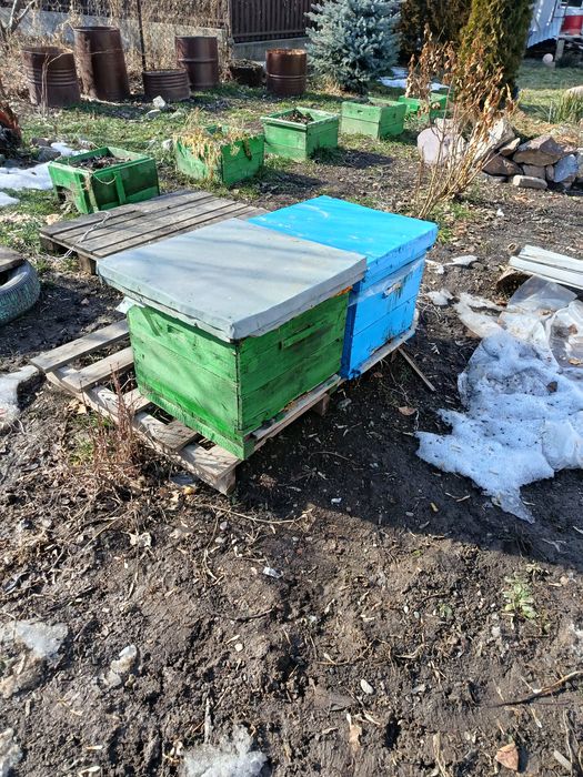 Продам пчелосемьи