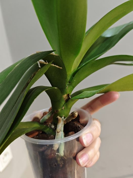 Цветы орхидеи филодендрон