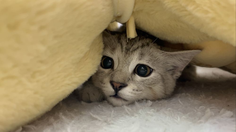 Потерялся котенок