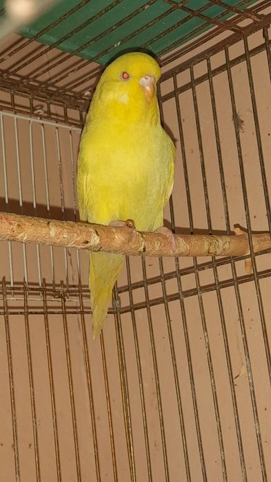 Выставочный волнистый попугай