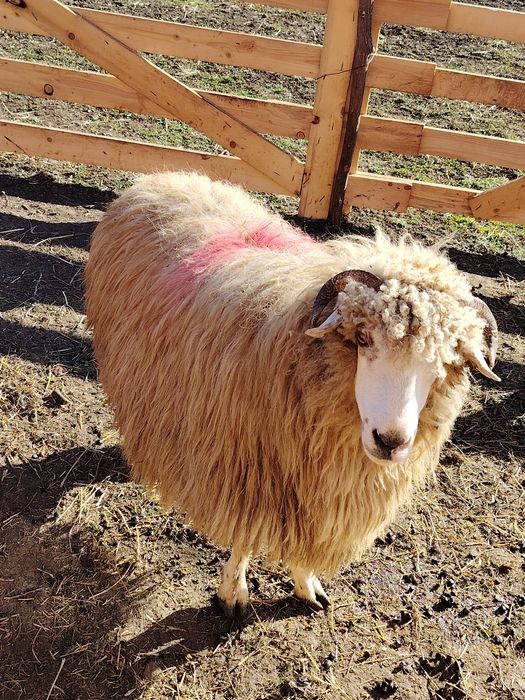 Oaie mare pentru sacrificat