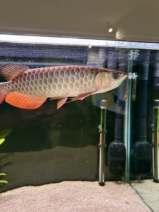 Asian arowana golden crossback