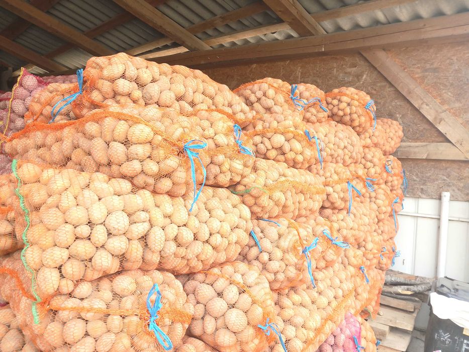 Cartofi sămânță bellarosa și carera