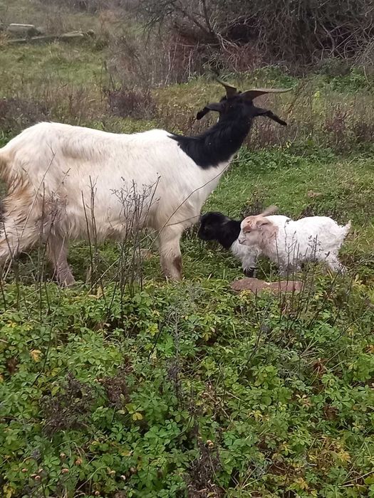 Vând capră cu 2 iezi
