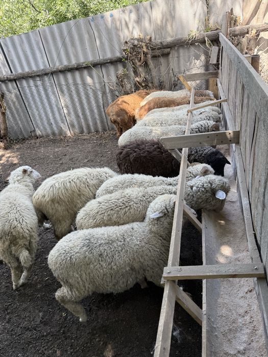Продам баран егнята