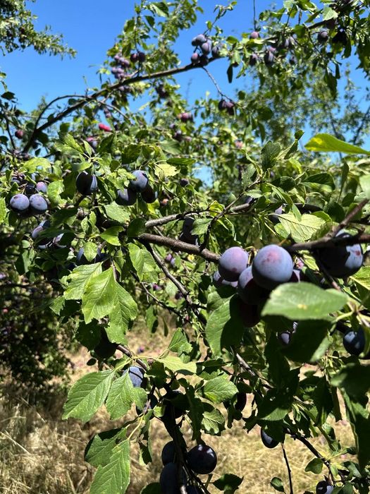 Vand prune la comanda pentru tuica