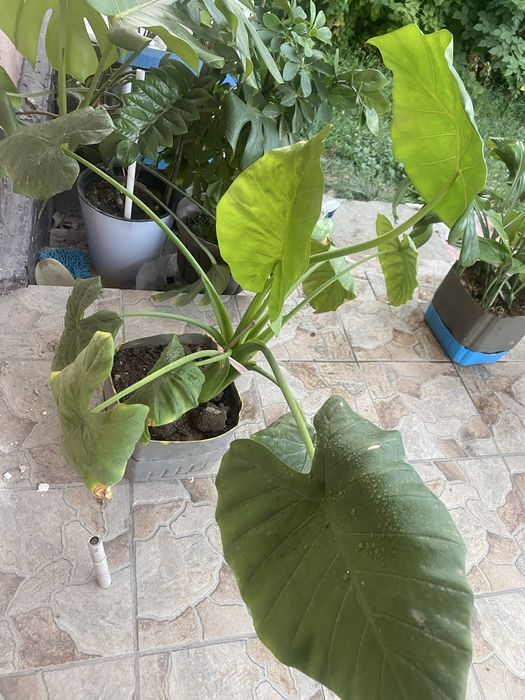 Продам домашние цветы