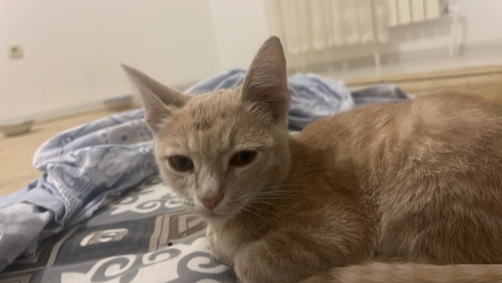 отдам котенка в добрые руки
