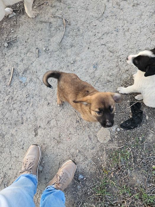 Щенки в Атырау в добрые руки