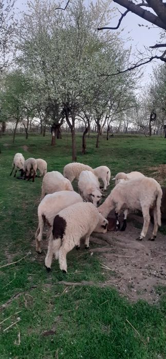 Vând 6 oi la a2 fatare