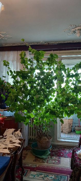 Trandafir japonez foarte mare