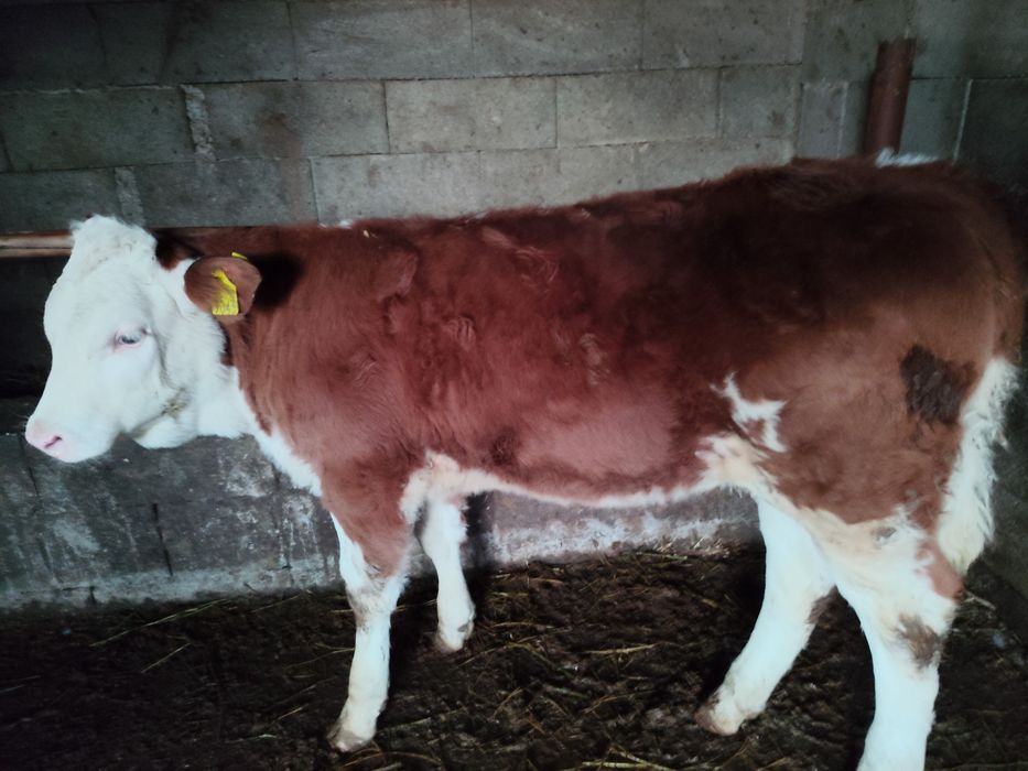 Vând o vițeaua baltata