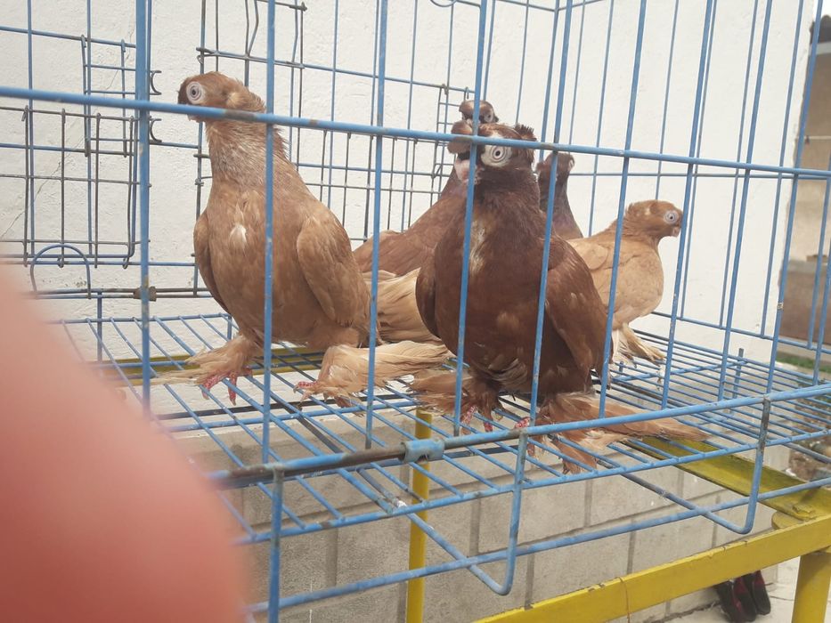 Продаются голуби