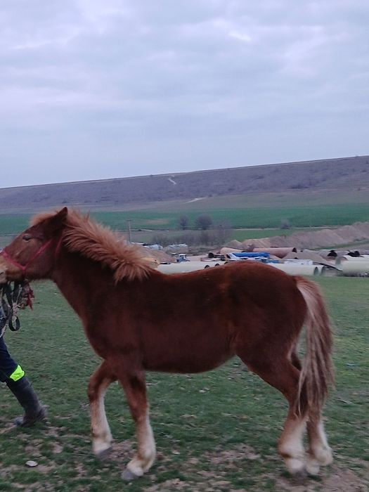 Mânz de 11 luni mai multe detalii la telefon