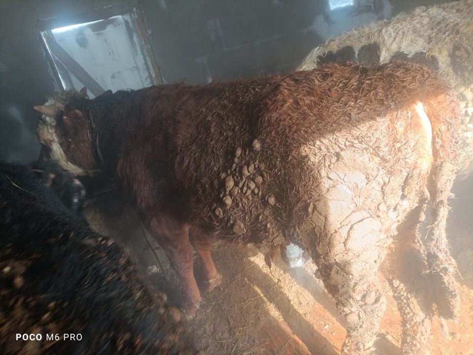 Продам бычки телк