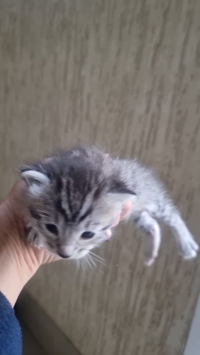 Отдам котят в хорошие руки