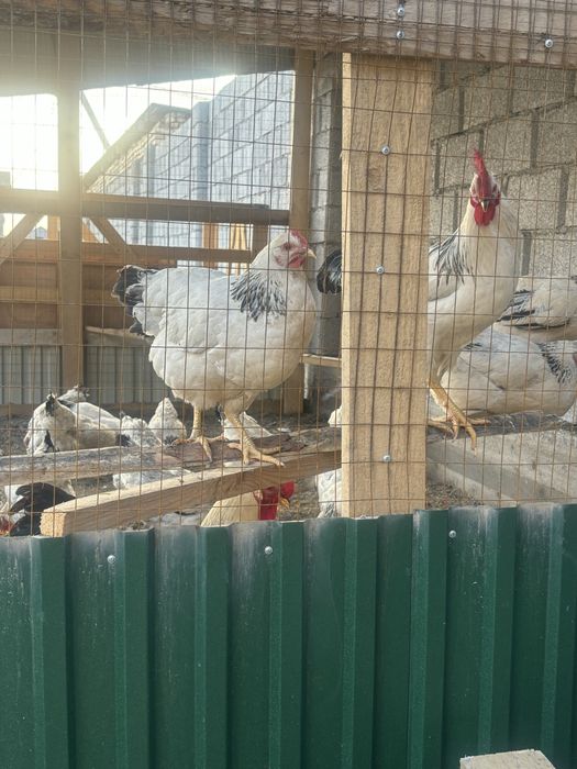 Адлер тауыктары .