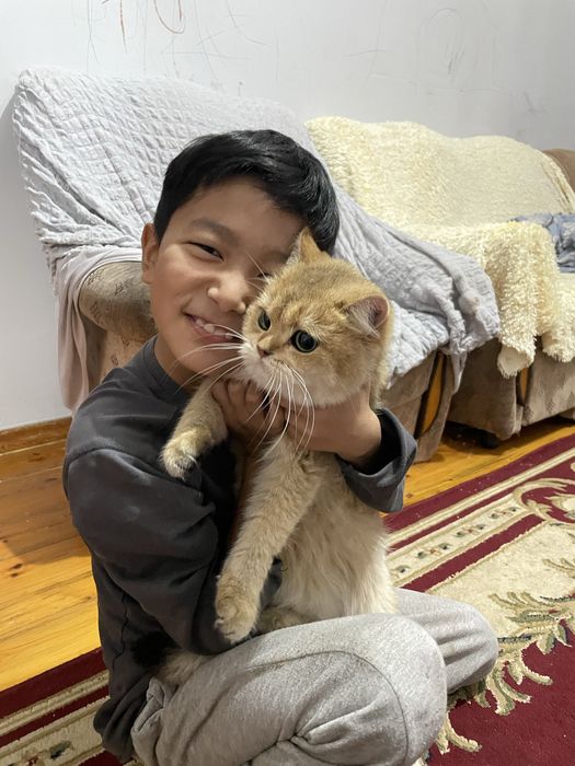 Котята Британской пароды