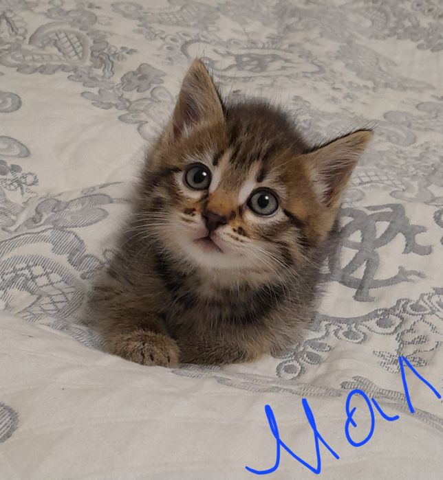 Отдам котят в добрые руки
