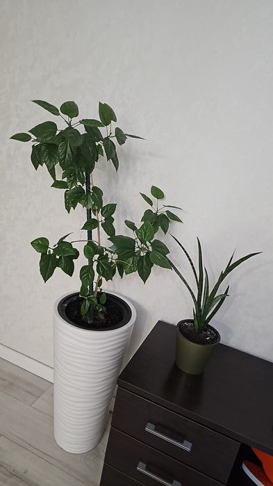 Комнатные растения