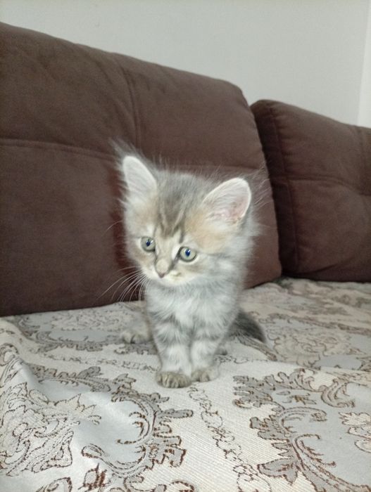 Отдам котят 1.5 месяца