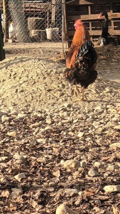 Oua pentru incubat wyandotte Gsg