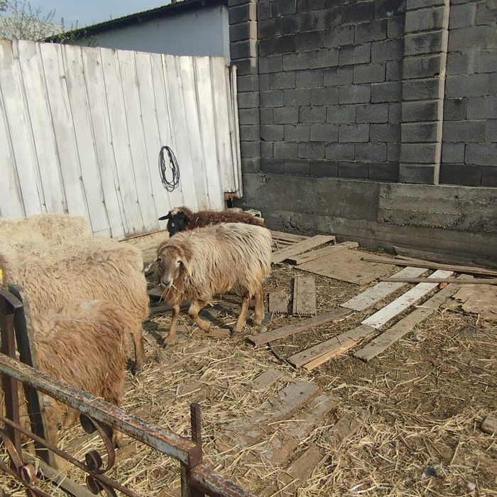 Овцы бараны  кой