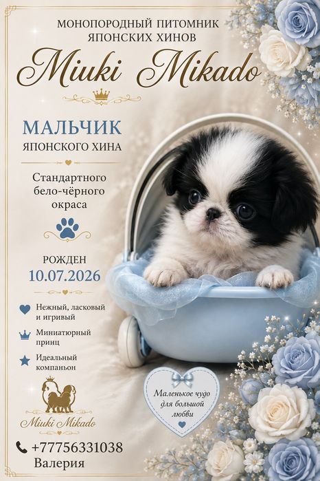 Мальчик японского хина.