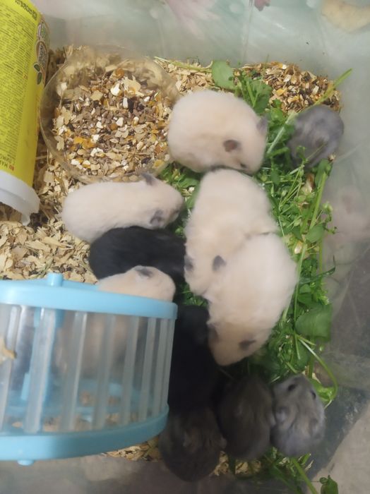 Сирийские хомячки