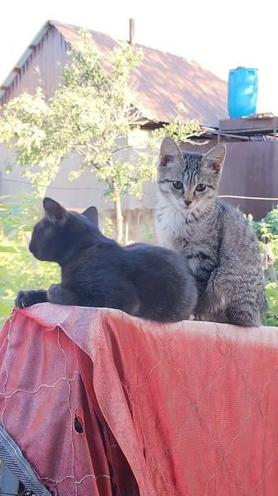 Котята отдам . девочки