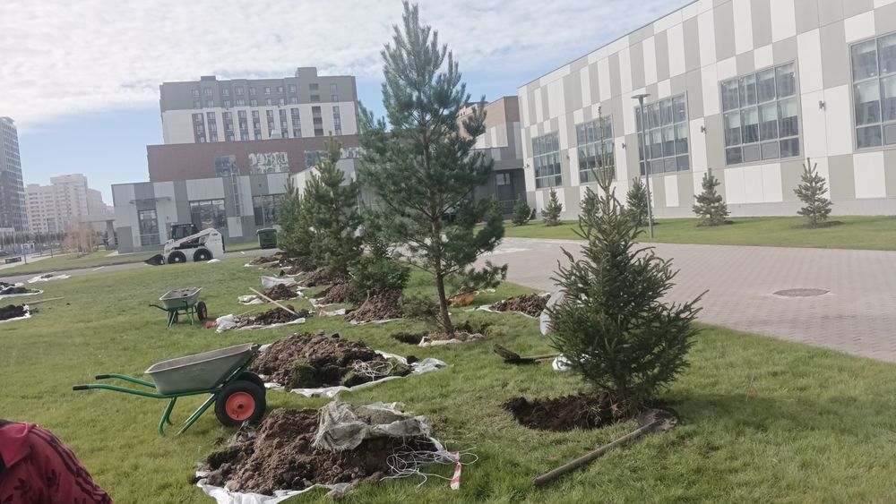 Посадка деревьев и кустарников
