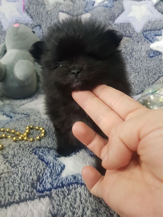 Шикарный мини мальчик без брака