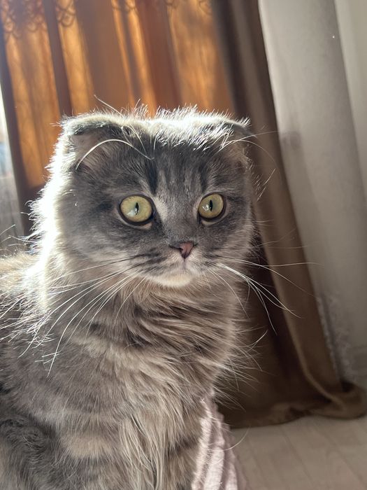 Кошку в добрые руки