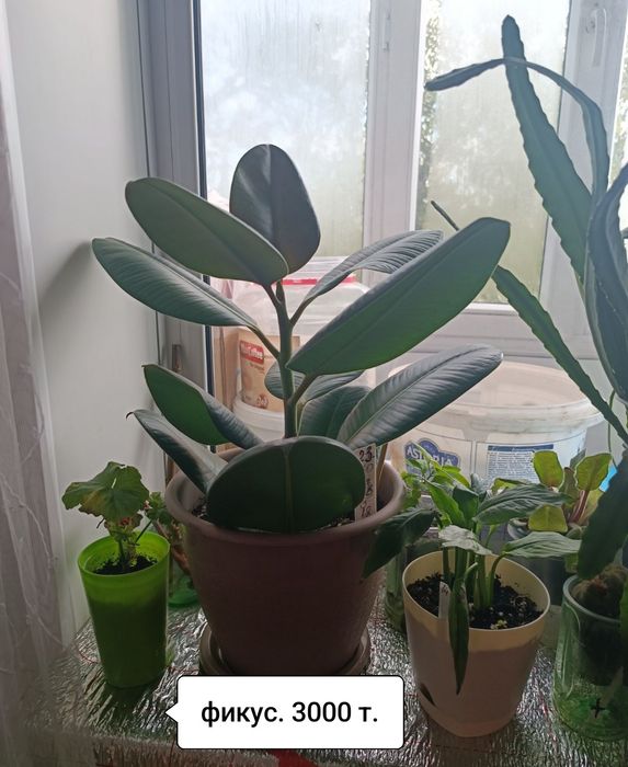 Продаю цветы разные