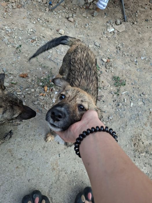 красивый щеночек ищет дом