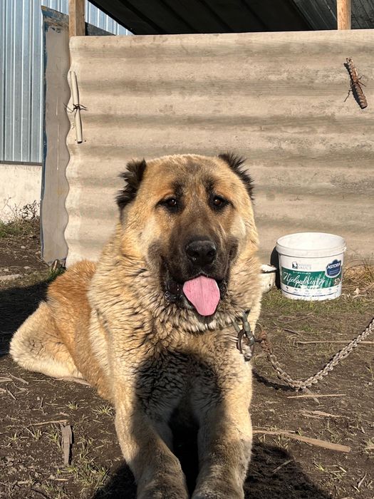 Алабай чистокровный