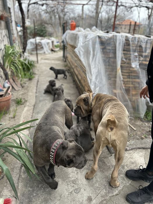 Продавам Кане Корсо на два месеца с ваксини и паспорти