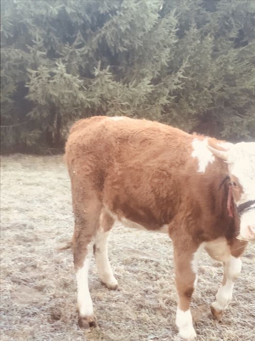 Vând junincă de 1 an si 3 luni