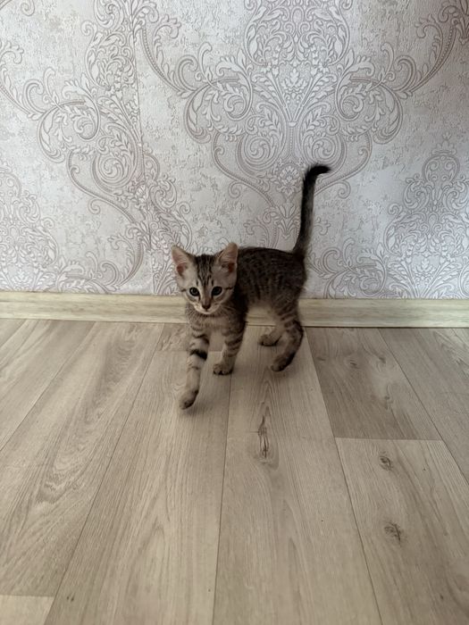 Отдам котенка в жобрые заботливые руки