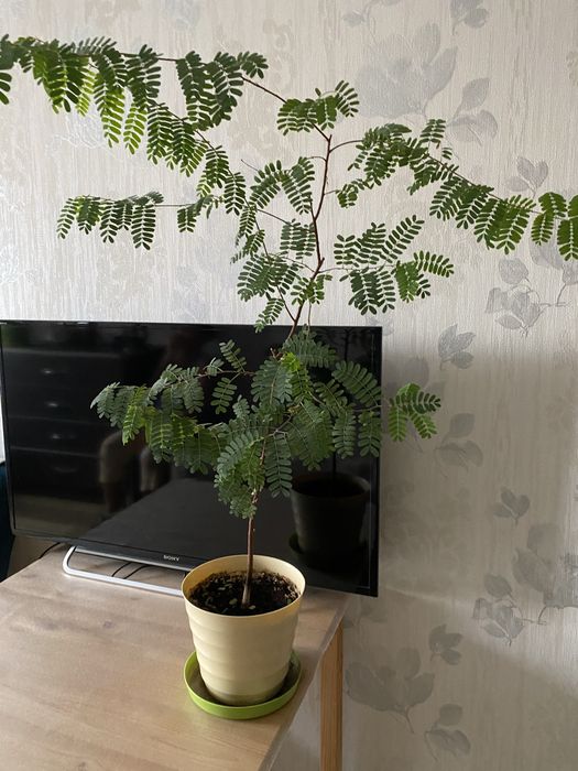 Тамаринд  ( семейство бобовых)