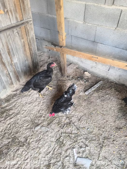 Докан , карлик .