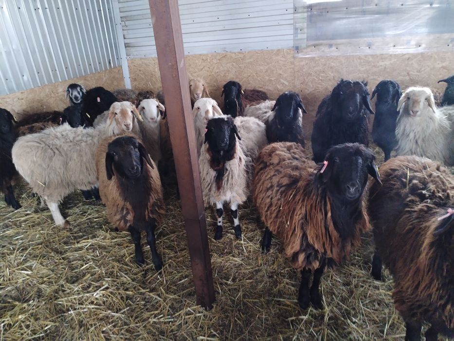 Продам ярок 20голов все курдючные полукровки