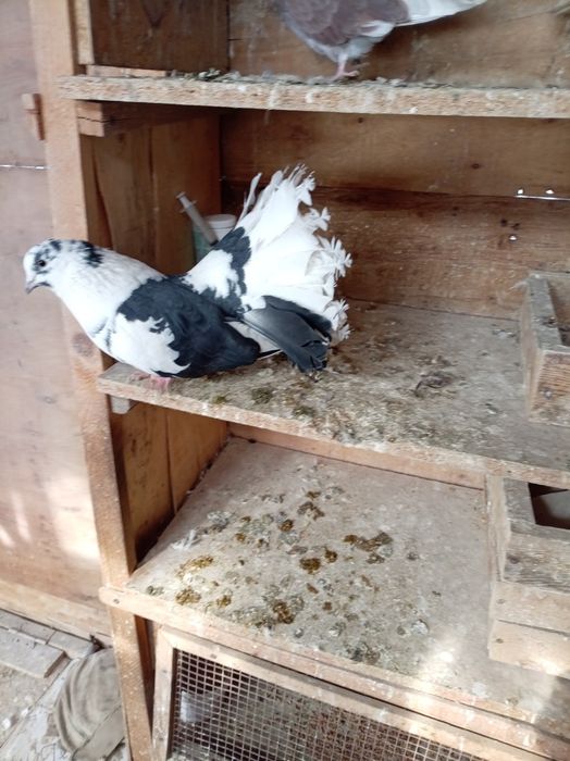 Голуби павлины кептер