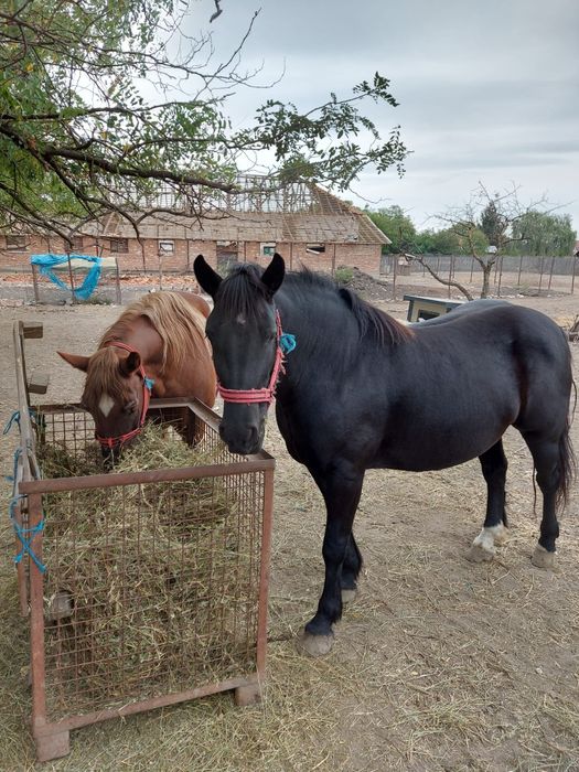 Iapa de 3 ani.,foarte frumoasa.
