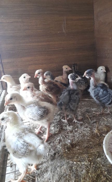 Цыплята в наличий большой выбор