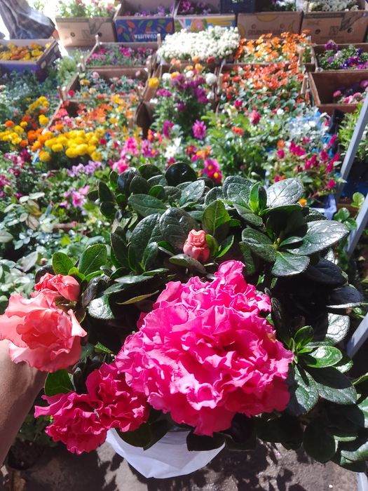 Азалия вся цветущая