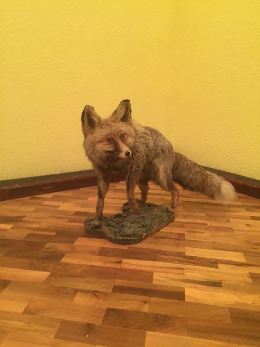 Лиса (чучело экзотических животных)