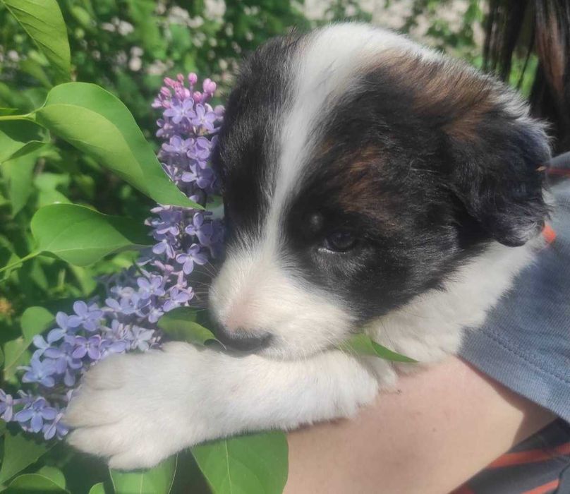 Преданная красавица ищет дом