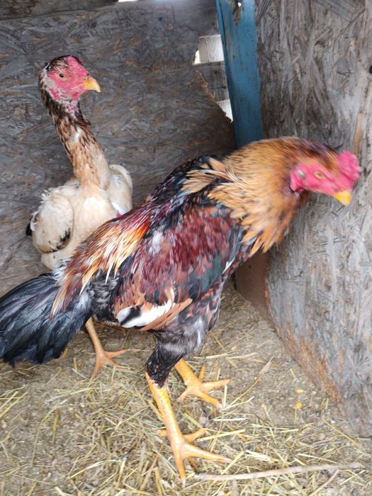 Продам хороших петушков  шамо микс